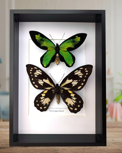 Ornithoptera victoriae rubianus pair, queen victoria birdwing butterfly, entomology gift, taxidermy, wall decor, nature art, ethically rare