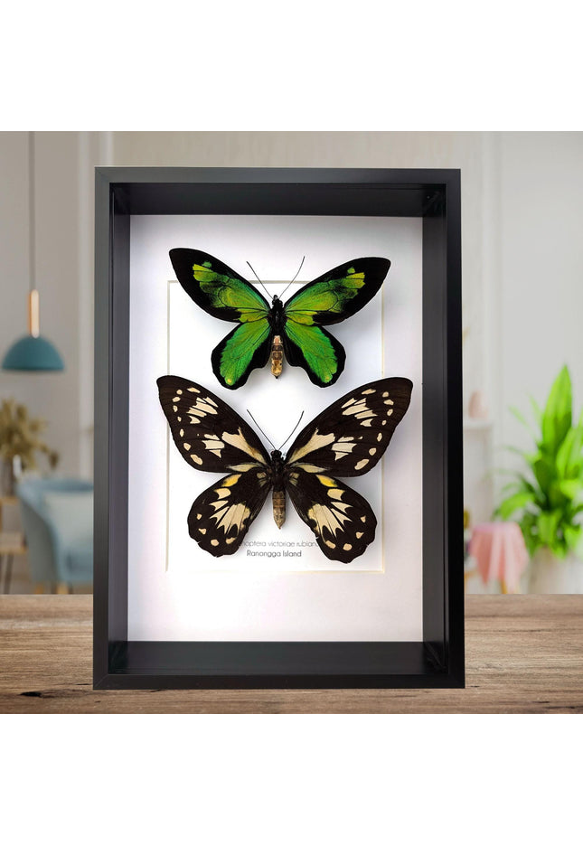 Ornithoptera victoriae rubianus pair, queen victoria birdwing butterfly, entomology gift, taxidermy, wall decor, nature art, ethically rare
