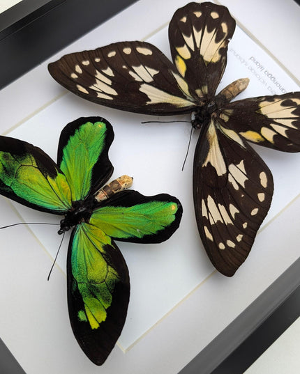 Ornithoptera victoriae rubianus pair, queen victoria birdwing butterfly, entomology gift, taxidermy, wall decor, nature art, ethically rare