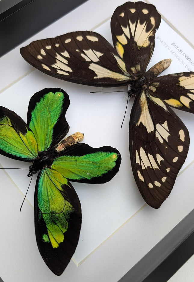 Ornithoptera victoriae rubianus pair, queen victoria birdwing butterfly, entomology gift, taxidermy, wall decor, nature art, ethically rare