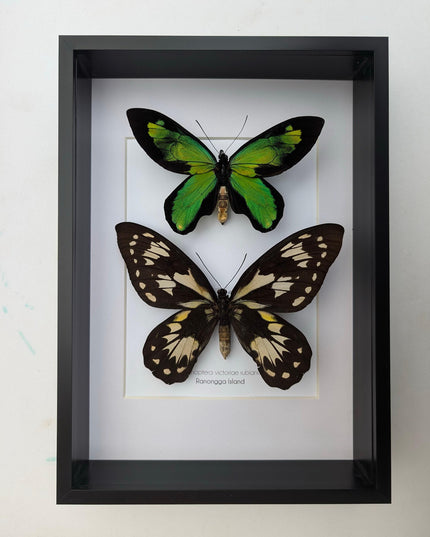 Ornithoptera victoriae rubianus pair, queen victoria birdwing butterfly, entomology gift, taxidermy, wall decor, nature art, ethically rare