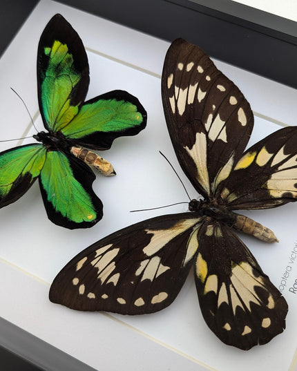 Ornithoptera victoriae rubianus pair, queen victoria birdwing butterfly, entomology gift, taxidermy, wall decor, nature art, ethically rare