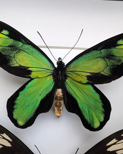 Ornithoptera victoriae rubianus pair, queen victoria birdwing butterfly, entomology gift, taxidermy, wall decor, nature art, ethically rare
