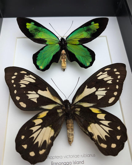 Ornithoptera victoriae rubianus pair, queen victoria birdwing butterfly, entomology gift, taxidermy, wall decor, nature art, ethically rare