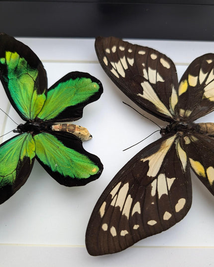 Ornithoptera victoriae rubianus pair, queen victoria birdwing butterfly, entomology gift, taxidermy, wall decor, nature art, ethically rare