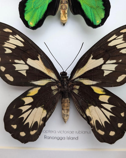Ornithoptera victoriae rubianus pair, queen victoria birdwing butterfly, entomology gift, taxidermy, wall decor, nature art, ethically rare
