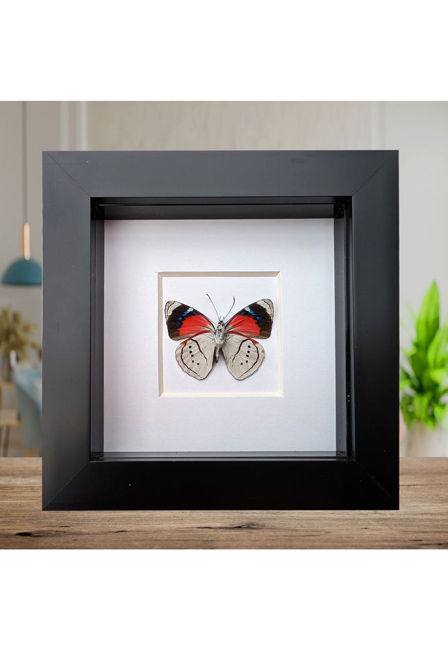 Perisama alicia, butterfly taxidermy from Peru, front side, frame 4" x 4"