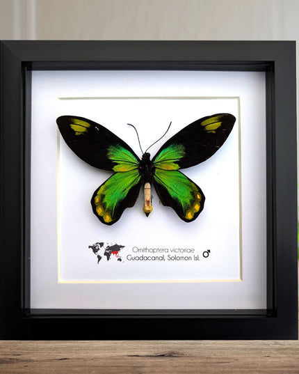 Framed Queen Victoria Birdwing Butterfly Taxidermy, 8"x8" Black Frame