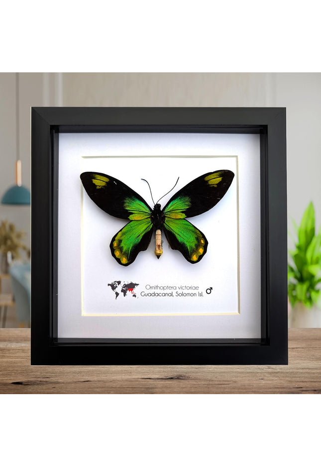 Framed Queen Victoria Birdwing Butterfly Taxidermy, 8"x8" Black Frame