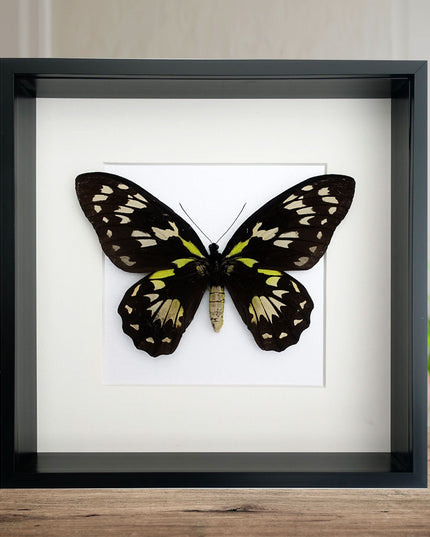 Ornithoptera Ornithoptera Victoriae female, the Queen Victoria's birdwing, a rare  taxidermy butterfly, Salomon Island, frame 10" x 10"