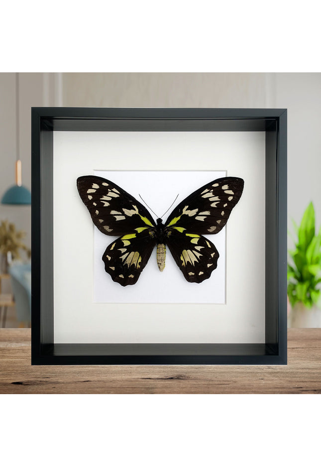 Ornithoptera Ornithoptera Victoriae female, the Queen Victoria's birdwing, a rare  taxidermy butterfly, Salomon Island, frame 10" x 10"