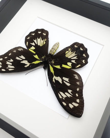 Ornithoptera Ornithoptera Victoriae female, the Queen Victoria's birdwing, a rare  taxidermy butterfly, Salomon Island, frame 10" x 10"
