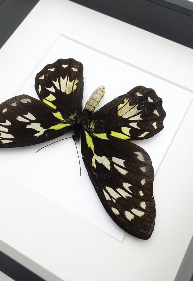 Ornithoptera Ornithoptera Victoriae female, the Queen Victoria's birdwing, a rare  taxidermy butterfly, Salomon Island, frame 10" x 10"