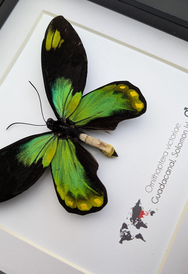 Framed Queen Victoria Birdwing Butterfly Taxidermy, 8"x8" Black Frame