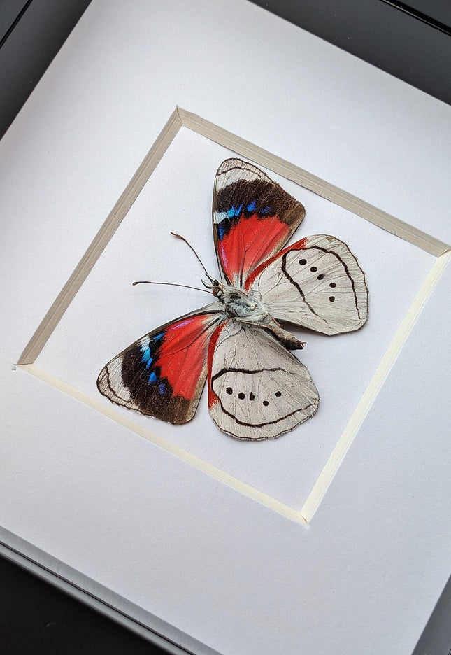 Perisama alicia, butterfly taxidermy from Peru, front side, frame 4" x 4"