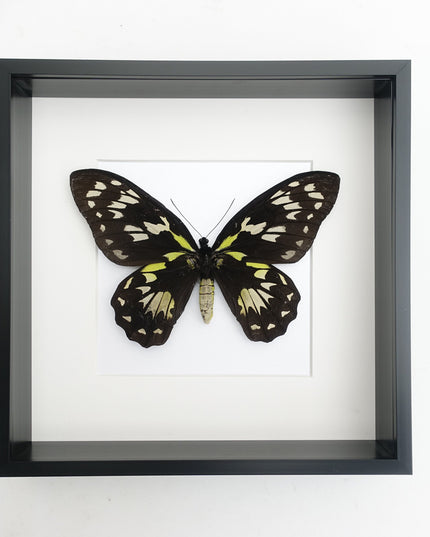Ornithoptera Ornithoptera Victoriae female, the Queen Victoria's birdwing, a rare  taxidermy butterfly, Salomon Island, frame 10" x 10"
