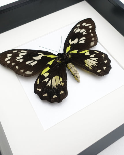 Ornithoptera Ornithoptera Victoriae female, the Queen Victoria's birdwing, a rare  taxidermy butterfly, Salomon Island, frame 10" x 10"