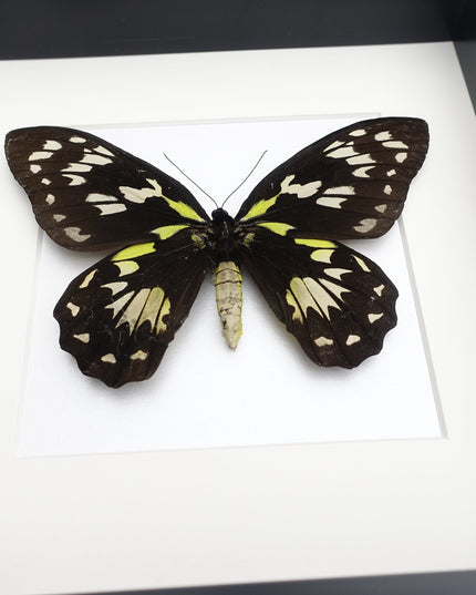 Ornithoptera Ornithoptera Victoriae female, the Queen Victoria's birdwing, a rare  taxidermy butterfly, Salomon Island, frame 10" x 10"