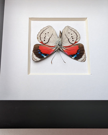 Perisama alicia, butterfly taxidermy from Peru, front side, frame 4" x 4"