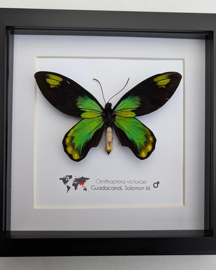 Framed Queen Victoria Birdwing Butterfly Taxidermy, 8"x8" Black Frame