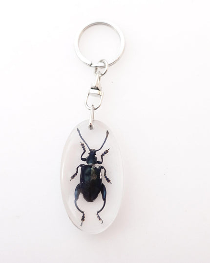 Real frog beetle keychain: sagra longicollis resin keyring