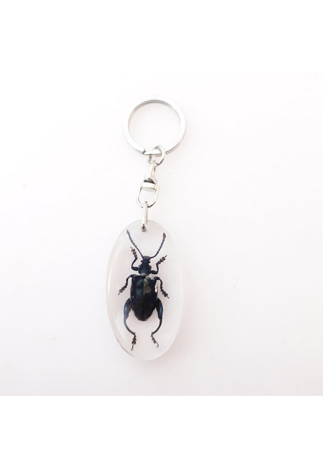 Real frog beetle keychain: sagra longicollis resin keyring