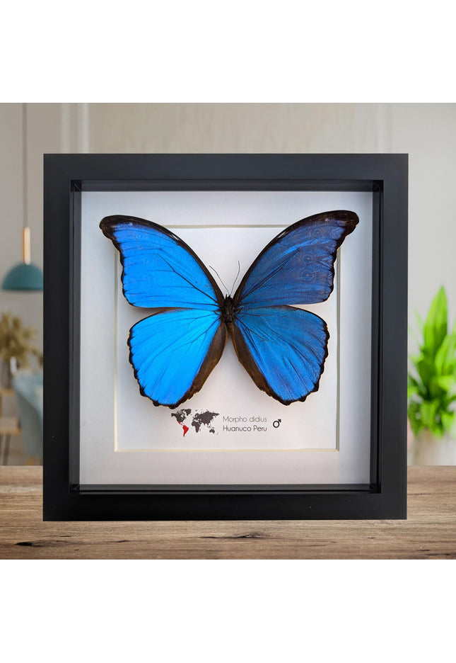 Framed giant blue morpho butterfly taxidermy (8x8)