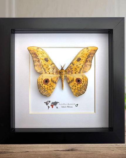 Framed aurivillius drumonti moth, taxidermy entomology wall art