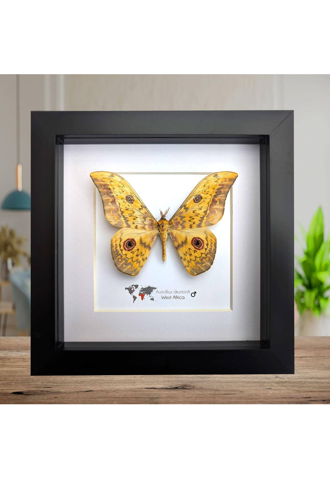 Framed aurivillius drumonti moth, taxidermy entomology wall art