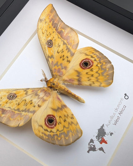 Framed aurivillius drumonti moth, taxidermy entomology wall art