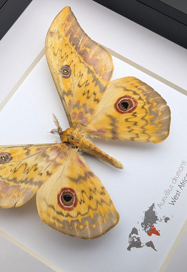 Framed aurivillius drumonti moth, taxidermy entomology wall art