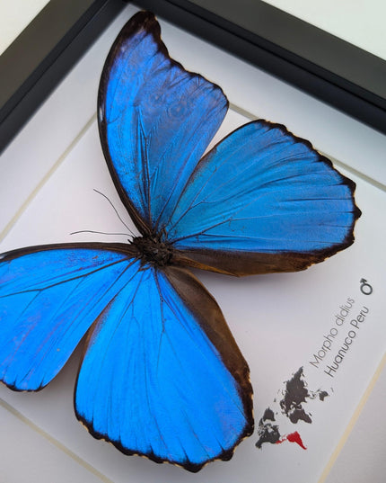 Framed giant blue morpho butterfly taxidermy (8x8)