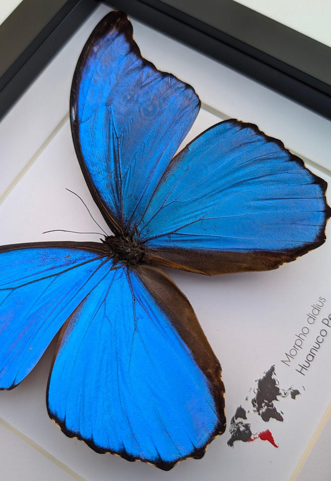 Framed giant blue morpho butterfly taxidermy (8x8)