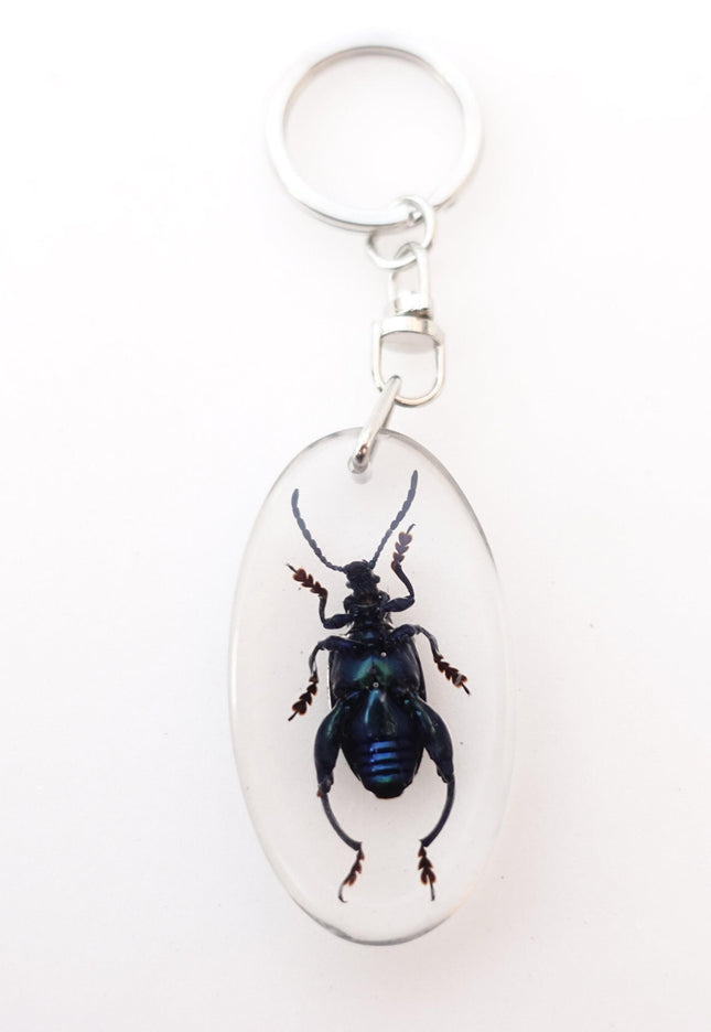 Real frog beetle keychain: sagra longicollis resin keyring
