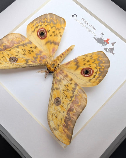 Framed aurivillius drumonti moth, taxidermy entomology wall art