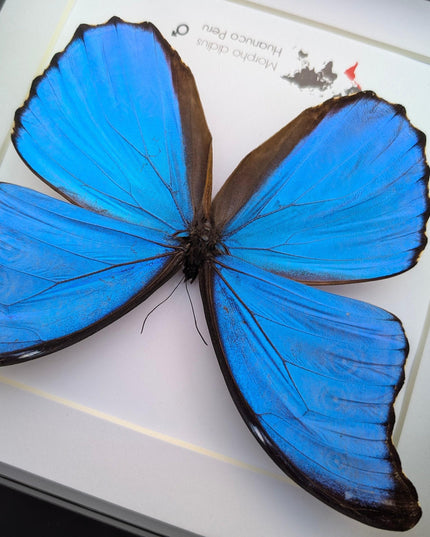 Framed giant blue morpho butterfly taxidermy (8x8)
