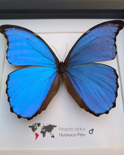Framed giant blue morpho butterfly taxidermy (8x8)