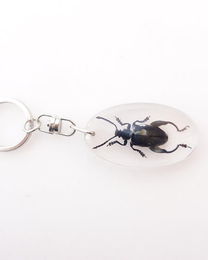 Real frog beetle keychain: sagra longicollis resin keyring