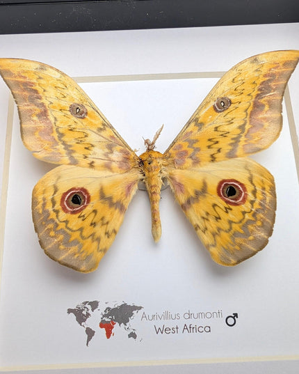 Framed aurivillius drumonti moth, taxidermy entomology wall art