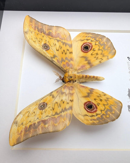 Framed aurivillius drumonti moth, taxidermy entomology wall art