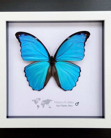 Framed giant blue morpho butterfly taxidermy (8x8)