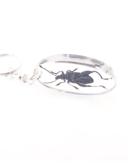 Real frog beetle keychain: sagra longicollis resin keyring