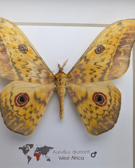 Framed aurivillius drumonti moth, taxidermy entomology wall art