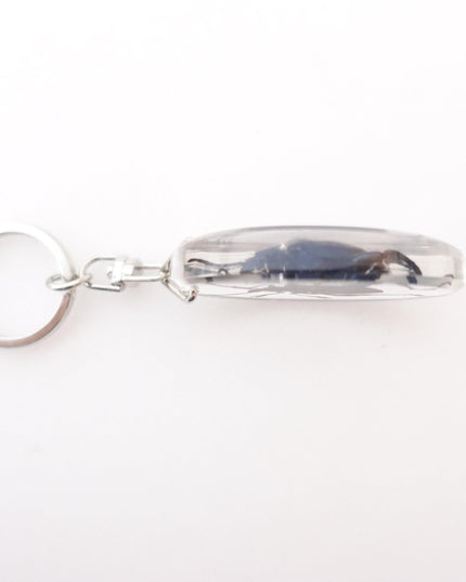 Real frog beetle keychain: sagra longicollis resin keyring