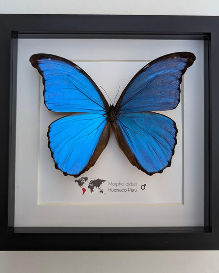 Framed giant blue morpho butterfly taxidermy (8x8)