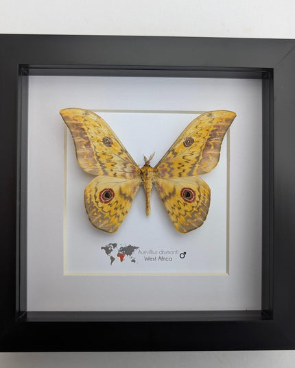 Framed aurivillius drumonti moth, taxidermy entomology wall art