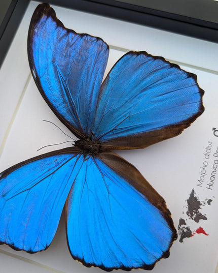Framed giant blue morpho butterfly taxidermy (8x8)