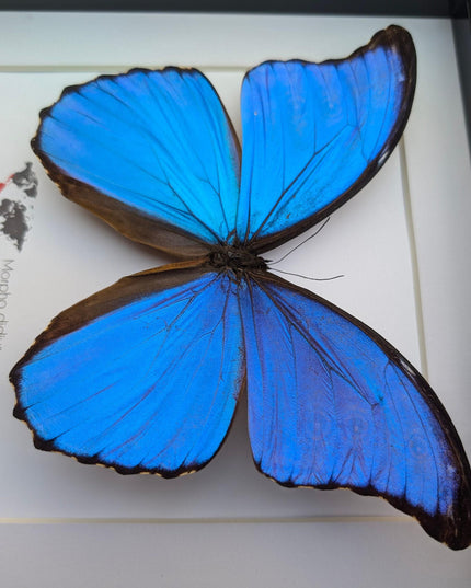 Framed giant blue morpho butterfly taxidermy (8x8)