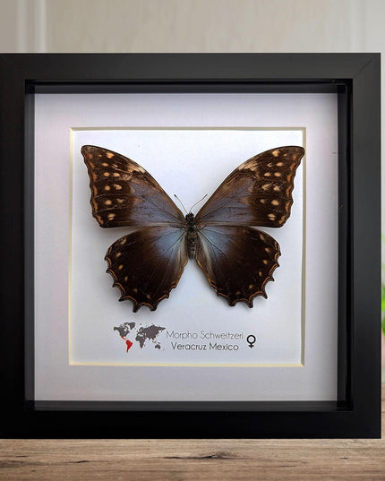 Framed purple morpho butterfly, rare taxidermy display (8x8)