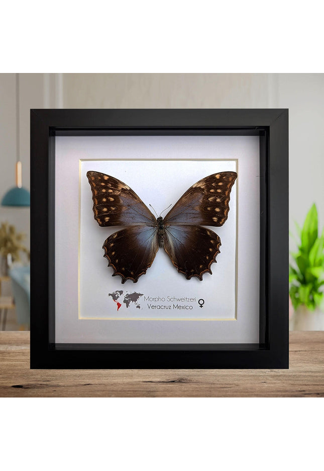 Framed purple morpho butterfly, rare taxidermy display (8x8)